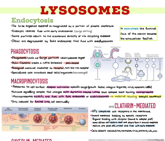 🔬 Cellular Biology — (1º Medicina) (INGLÉS)