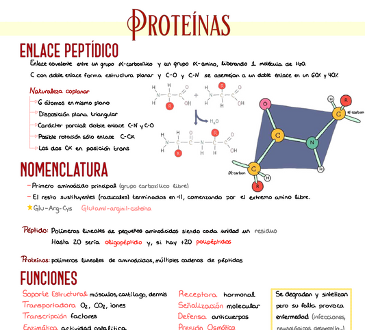🧬 Bioquímica Básica — (1º Medicina)