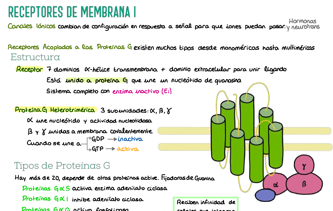 🧬 Bioquímica Básica — (1º Medicina)