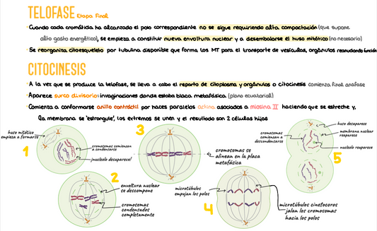🧬 Genética y Biología del Desarrollo — (1º Medicina)