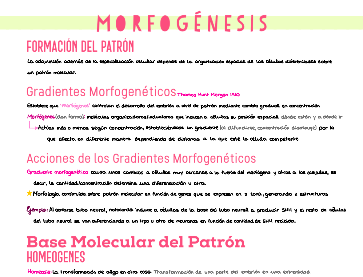 🧬 Genética y Biología del Desarrollo — (1º Medicina)