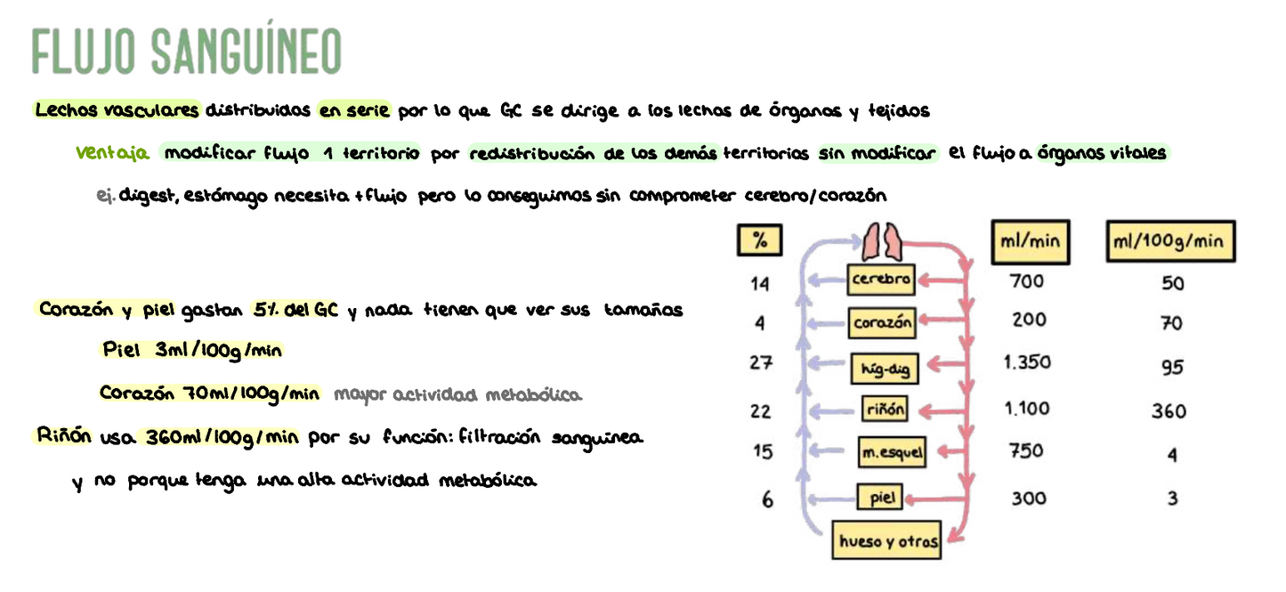 ❤️ Fisiología Médica I — (2º Medicina)
