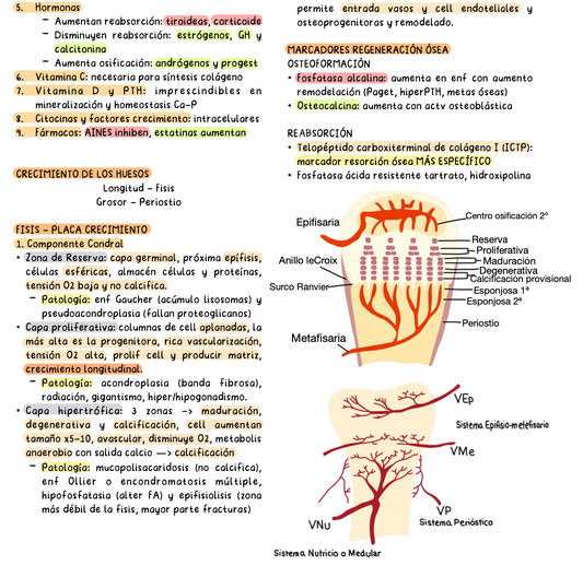 🦴 Traumatología — Cirugía II (5º Medicina)