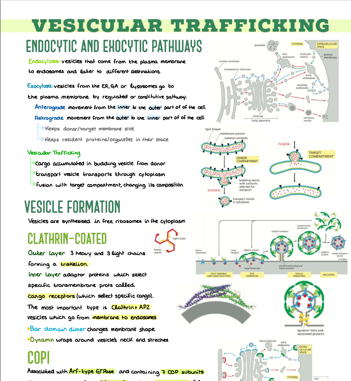 🔬 Cellular Biology — (1º Medicina) (INGLÉS)