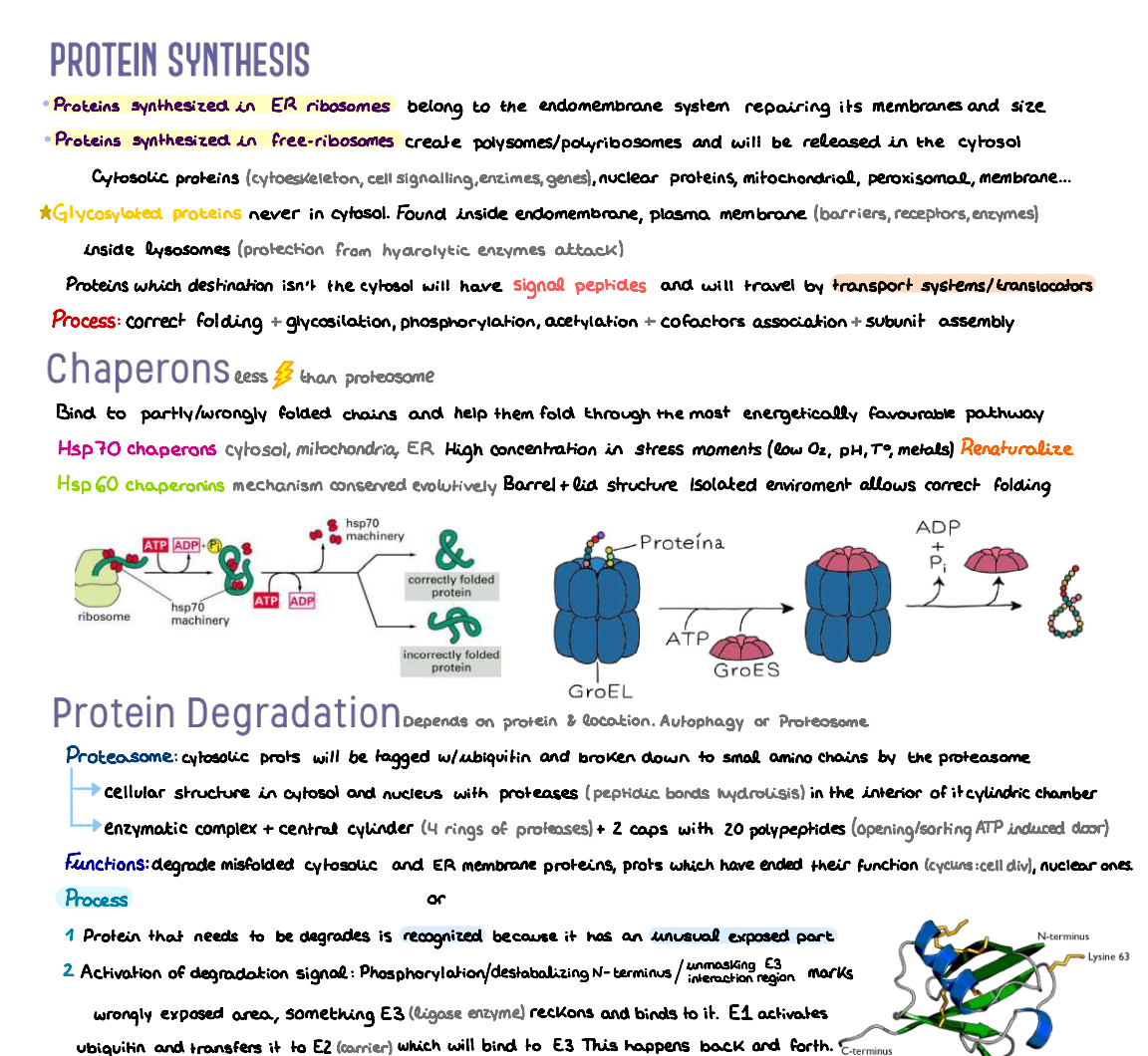 🔬 Cellular Biology — (1º Medicina) (INGLÉS)