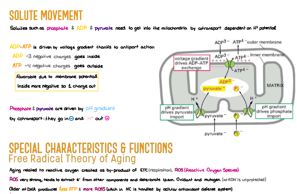 🔬 Cellular Biology — (1º Medicina) (INGLÉS)