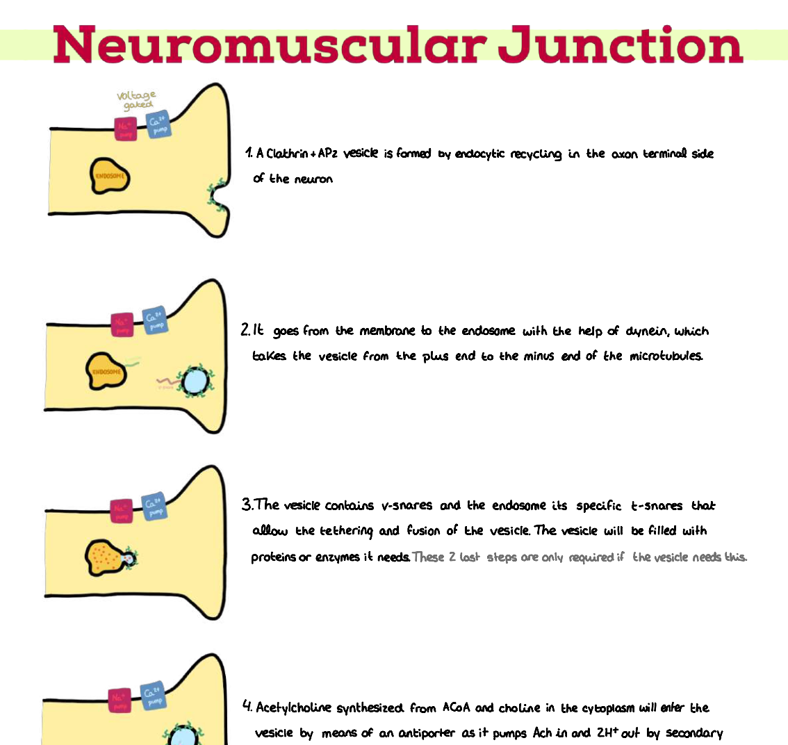 🔬 Cellular Biology — (1º Medicina) (INGLÉS)
