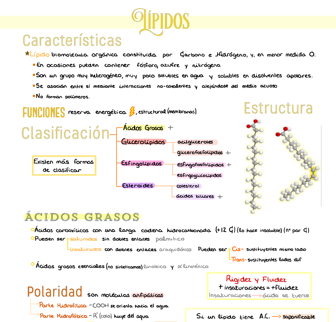 🧬 Bioquímica Básica — (1º Medicina)