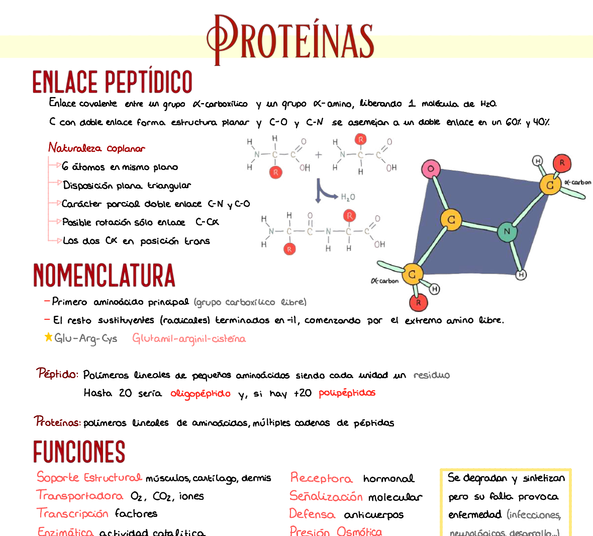🧬 Bioquímica Básica — (1º Medicina)