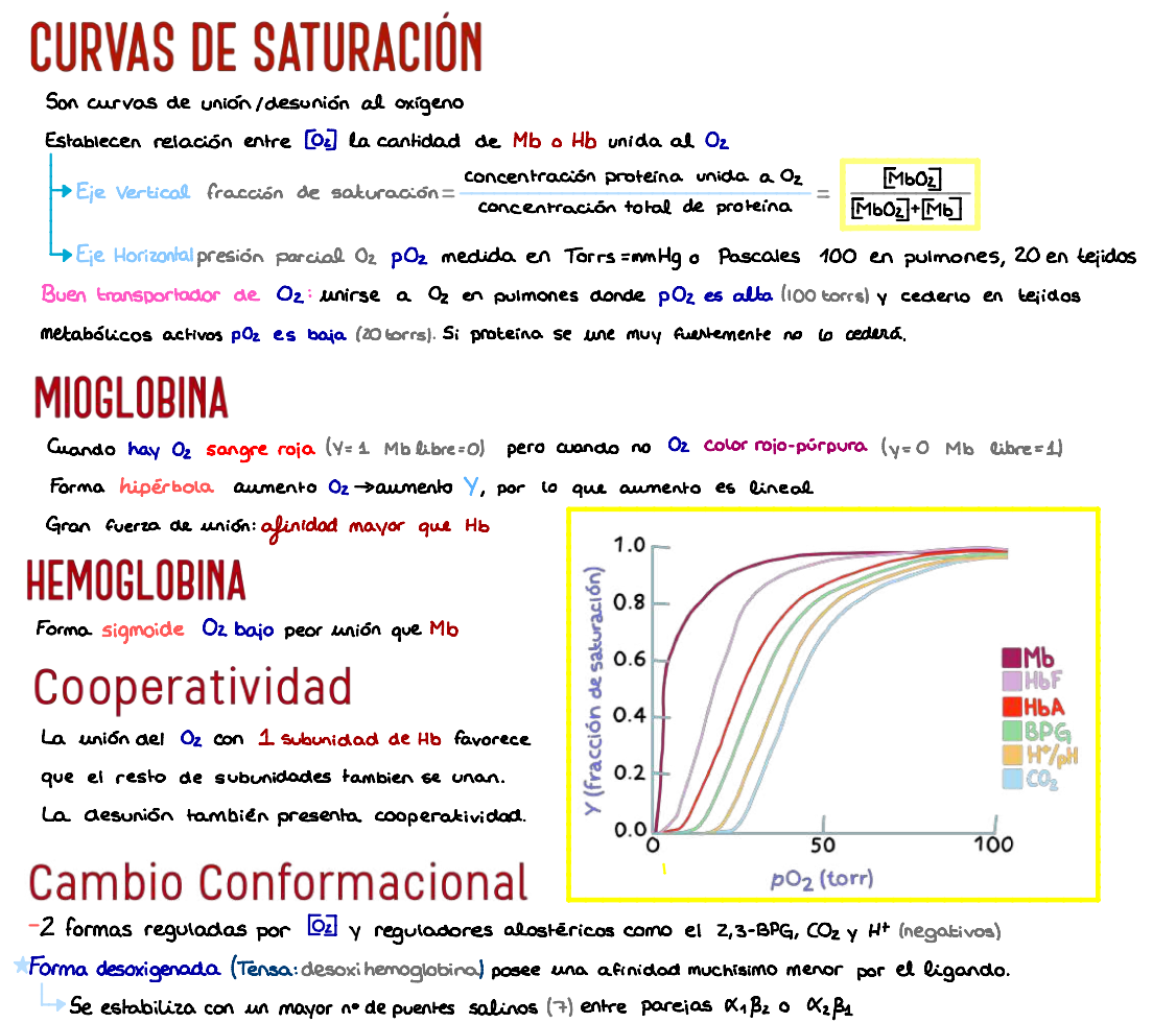 🧬 Bioquímica Básica — (1º Medicina)