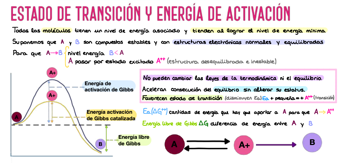 🧬 Bioquímica Básica — (1º Medicina)