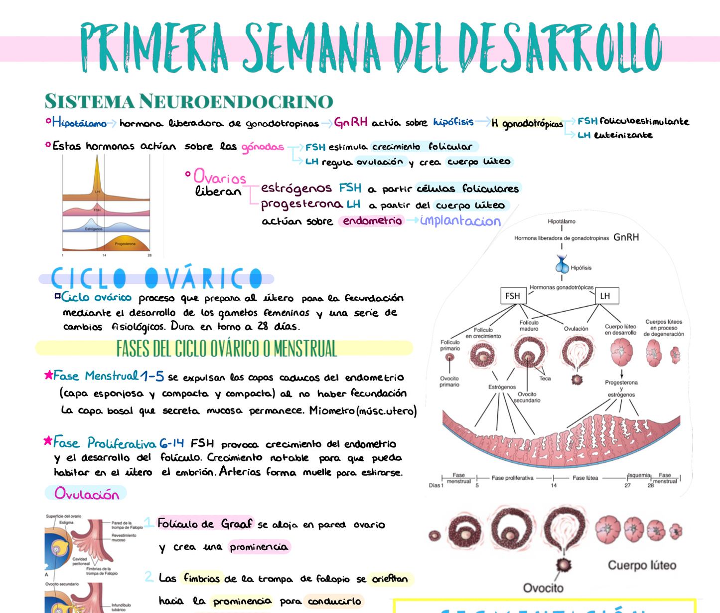 📚 Anatomía Humana I — (1º Medicina)