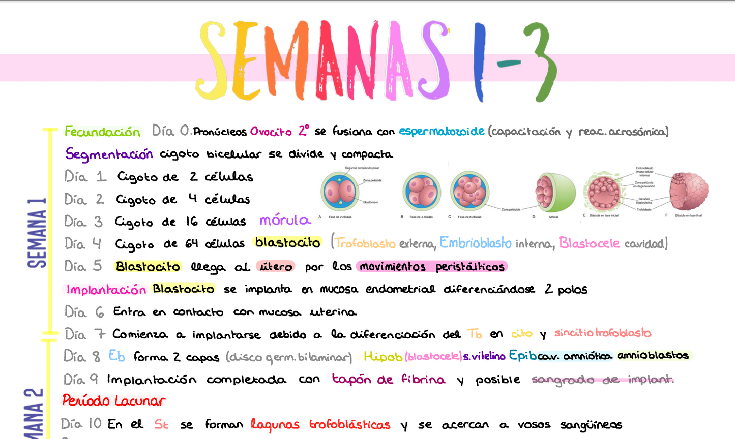 📚 Anatomía Humana I — (1º Medicina)