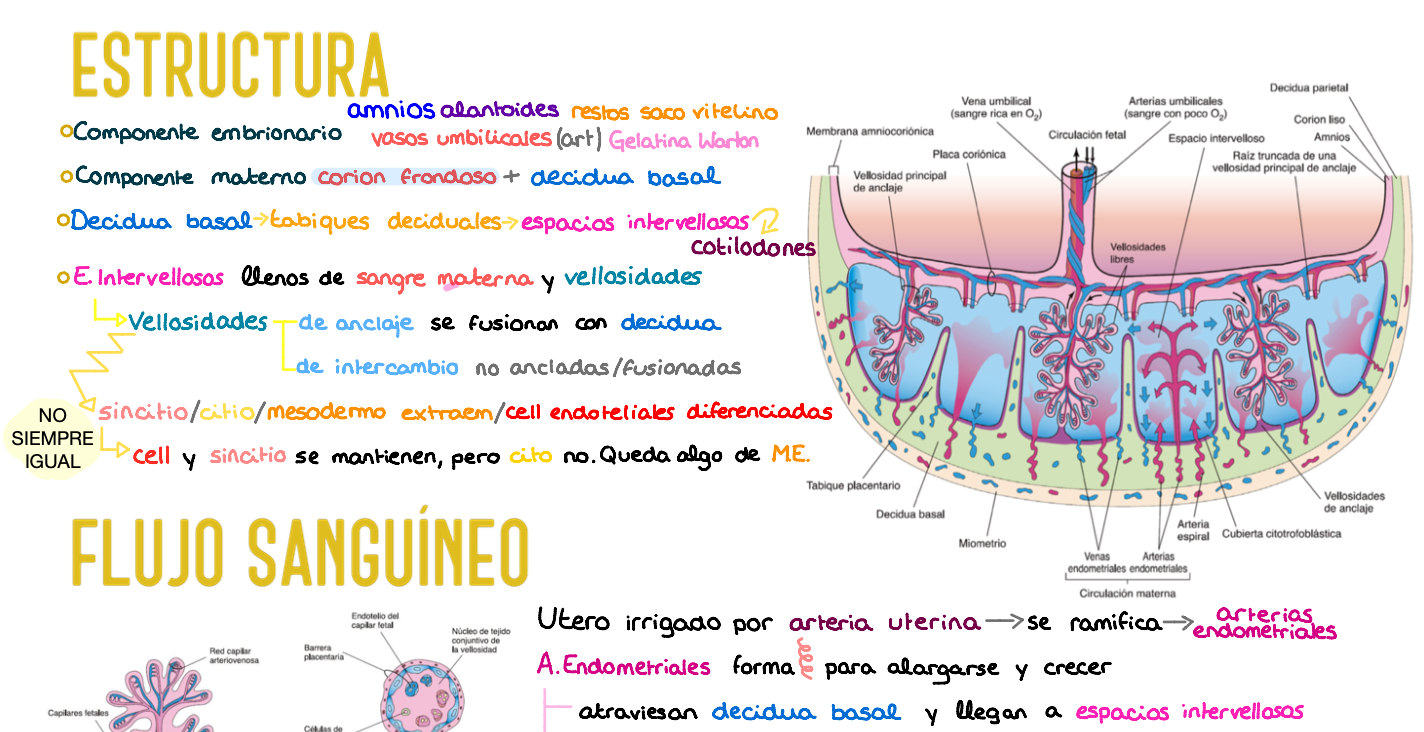 📚 Anatomía Humana I — (1º Medicina)