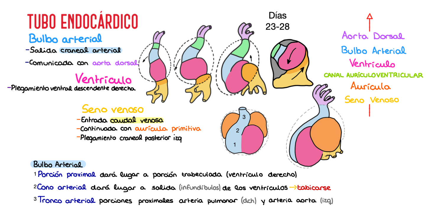 📚 Anatomía Humana I — (1º Medicina)