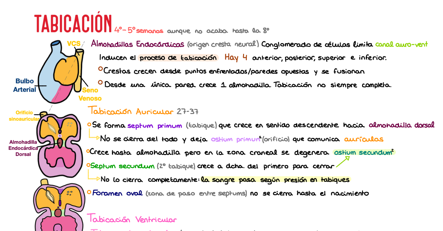 📚 Anatomía Humana I — (1º Medicina)