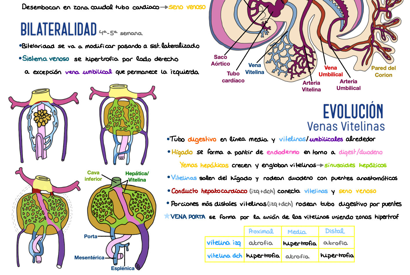 📚 Anatomía Humana I — (1º Medicina)