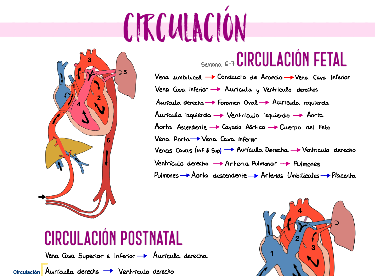 📚 Anatomía Humana I — (1º Medicina)