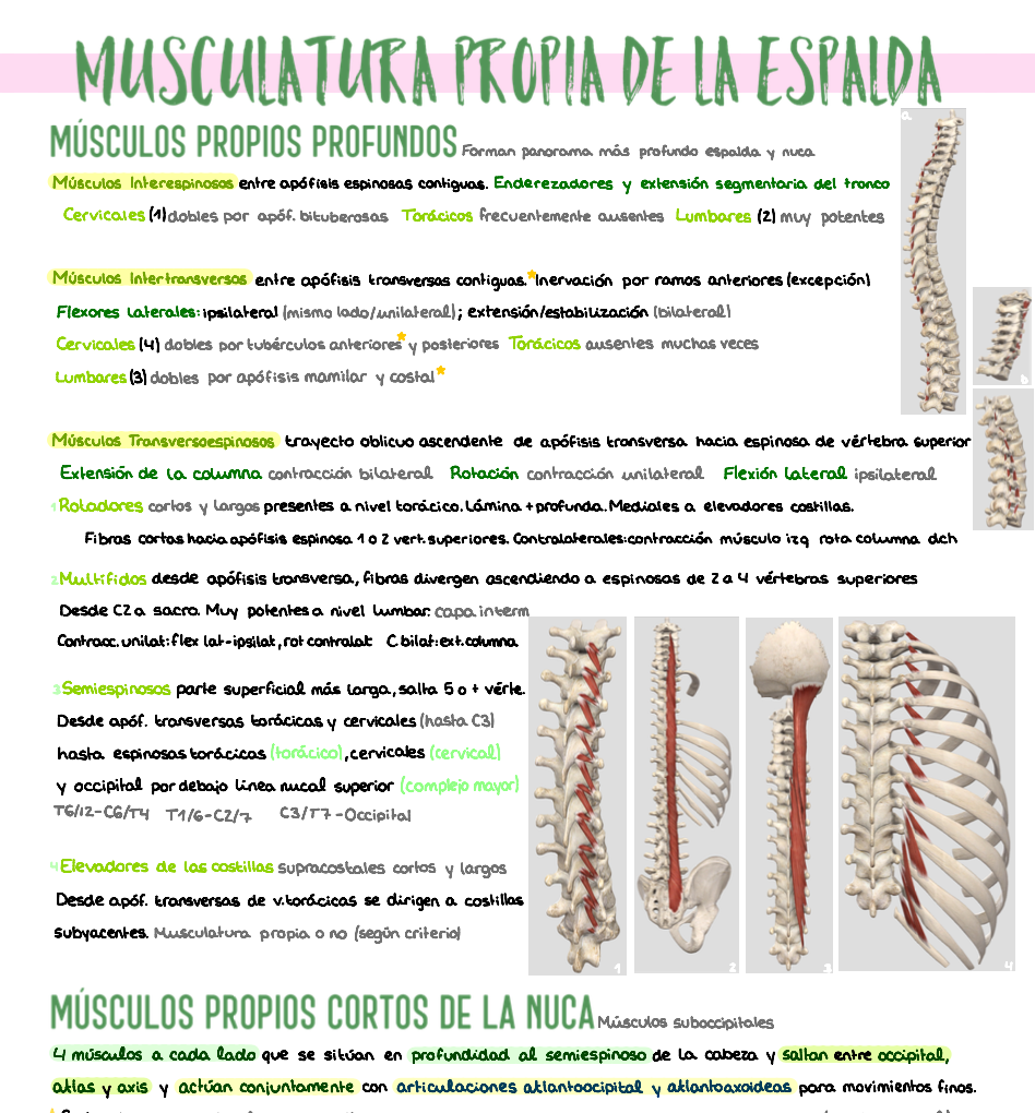🦴 Anatomía Humana II — (1º Medicina)