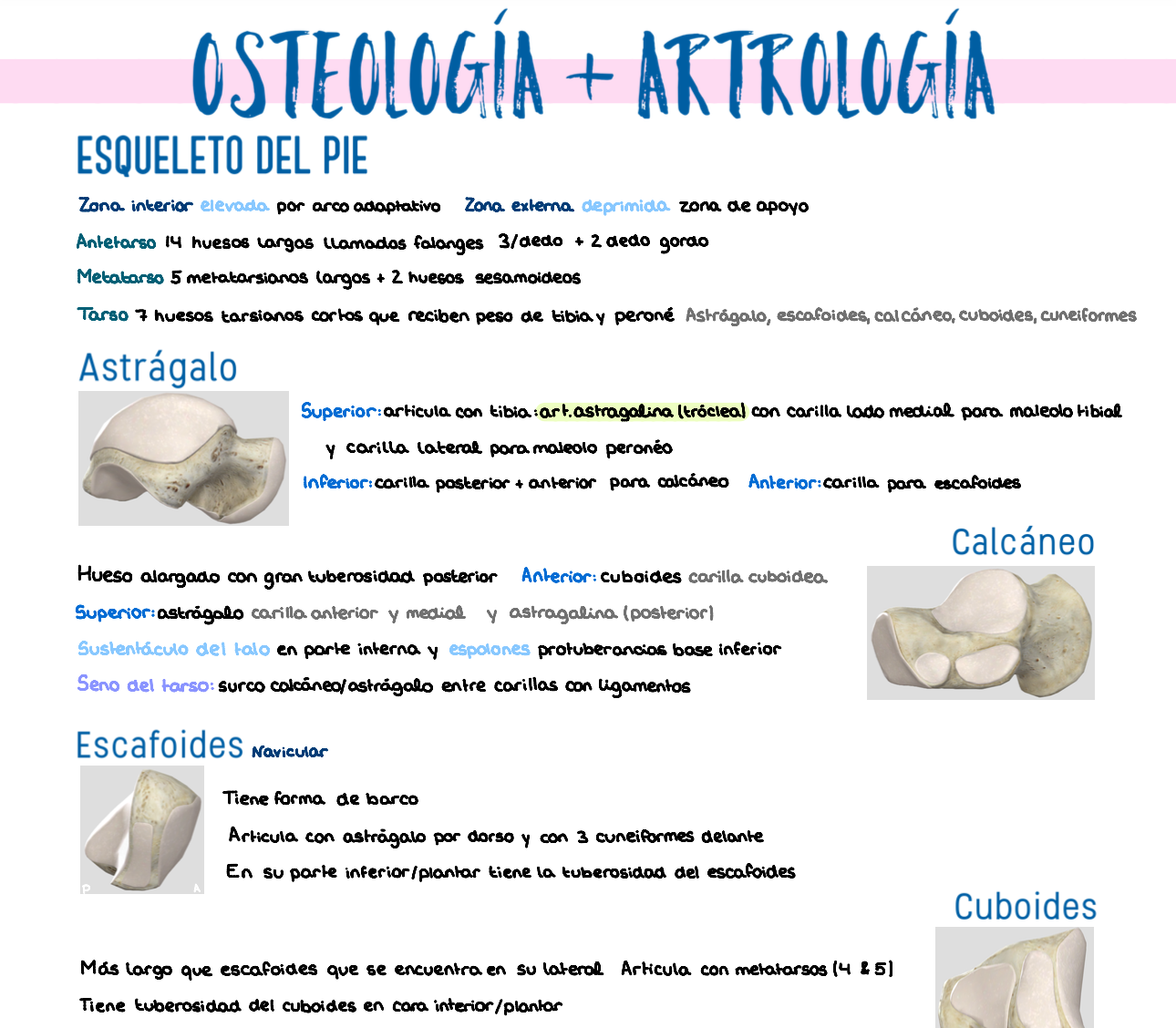 🦴 Anatomía Humana II — (1º Medicina)