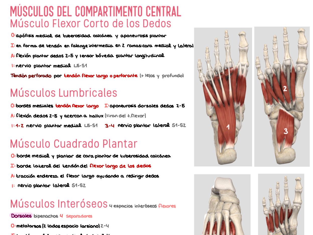 🦴 Anatomía Humana II — (1º Medicina)