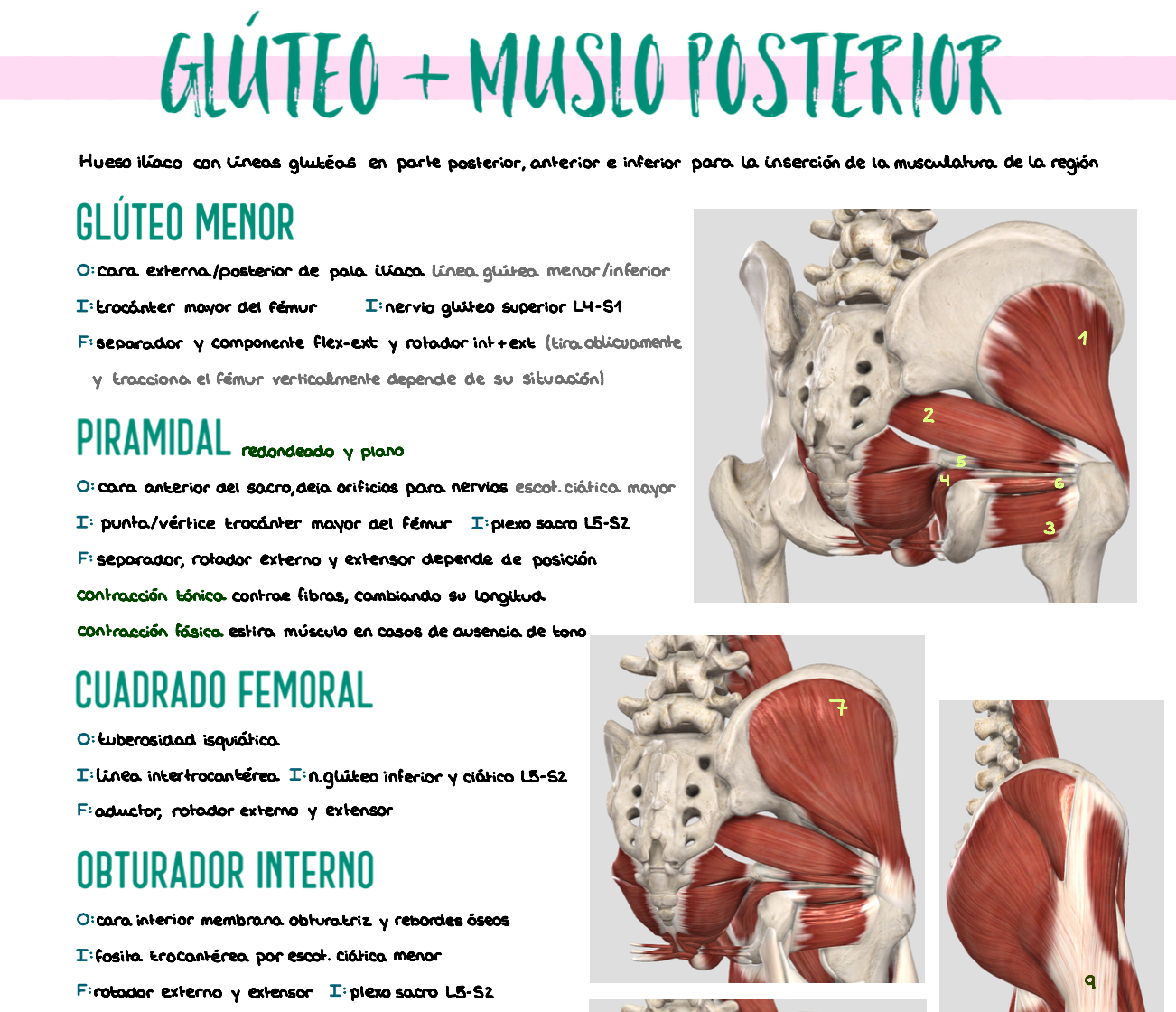 🦴 Anatomía Humana II — (1º Medicina)