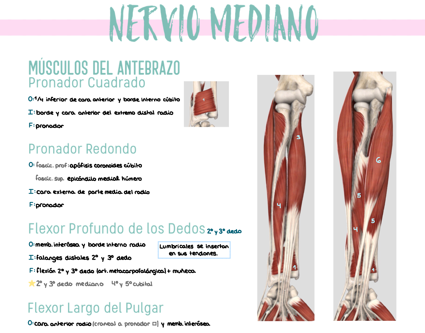 🦴 Anatomía Humana II — (1º Medicina)