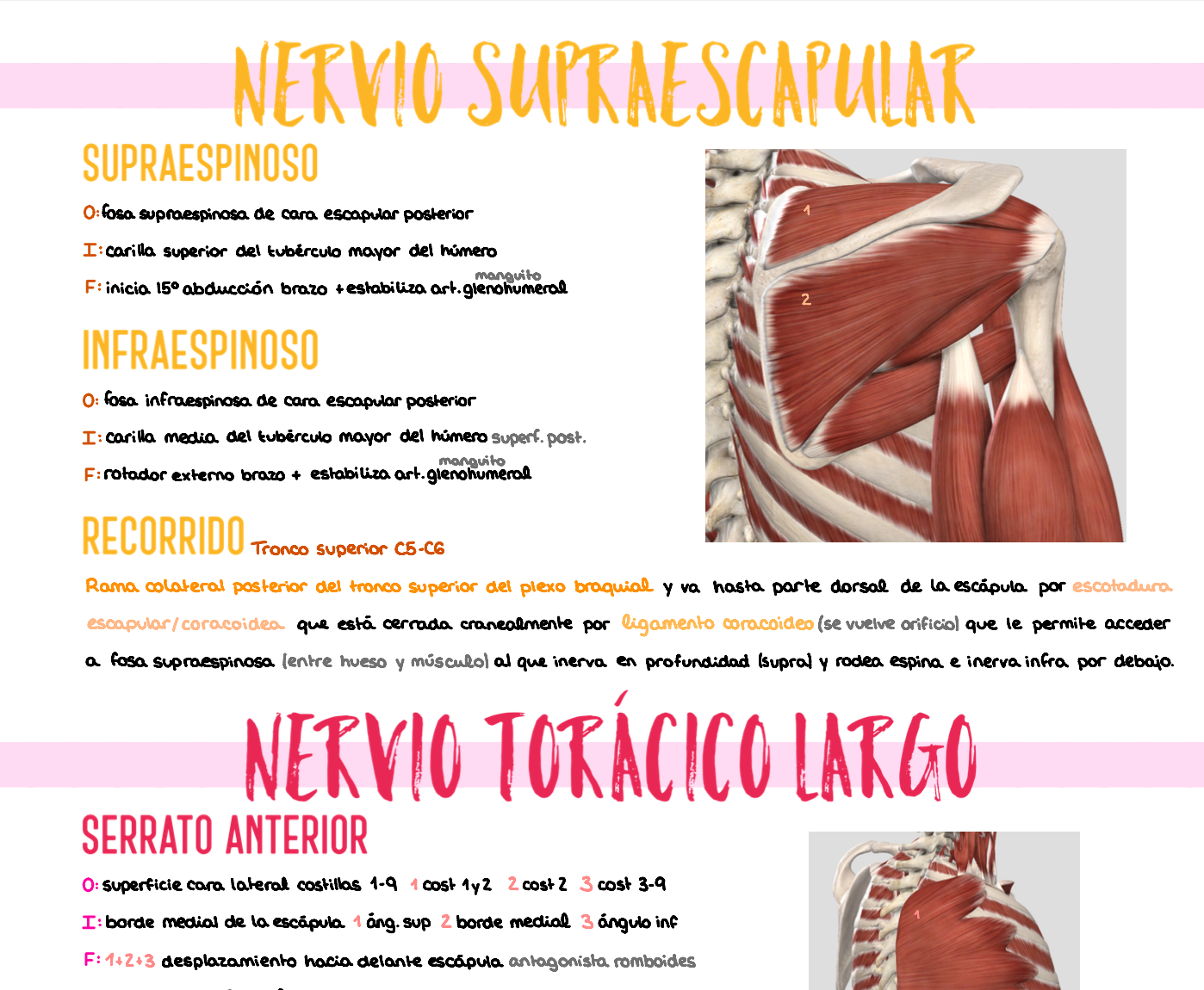 🦴 Anatomía Humana II — (1º Medicina)