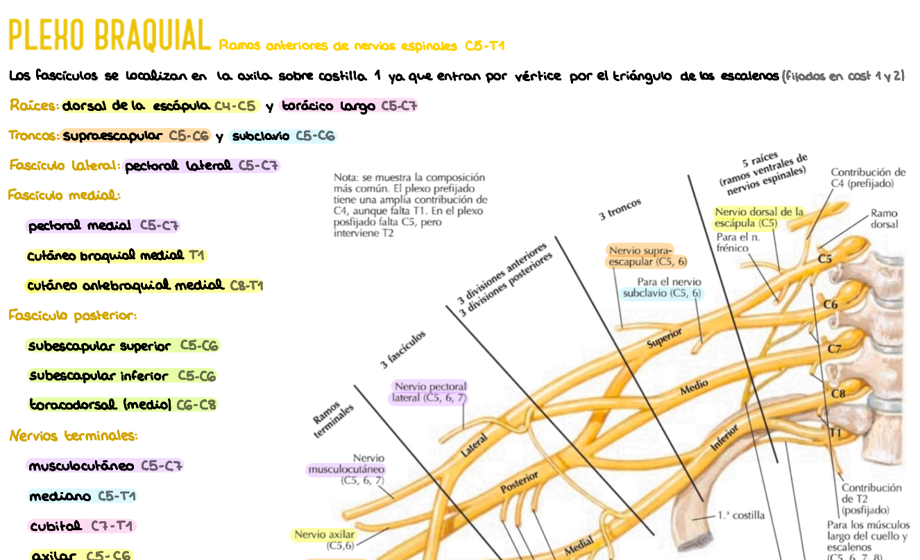 🦴 Anatomía Humana II — (1º Medicina)