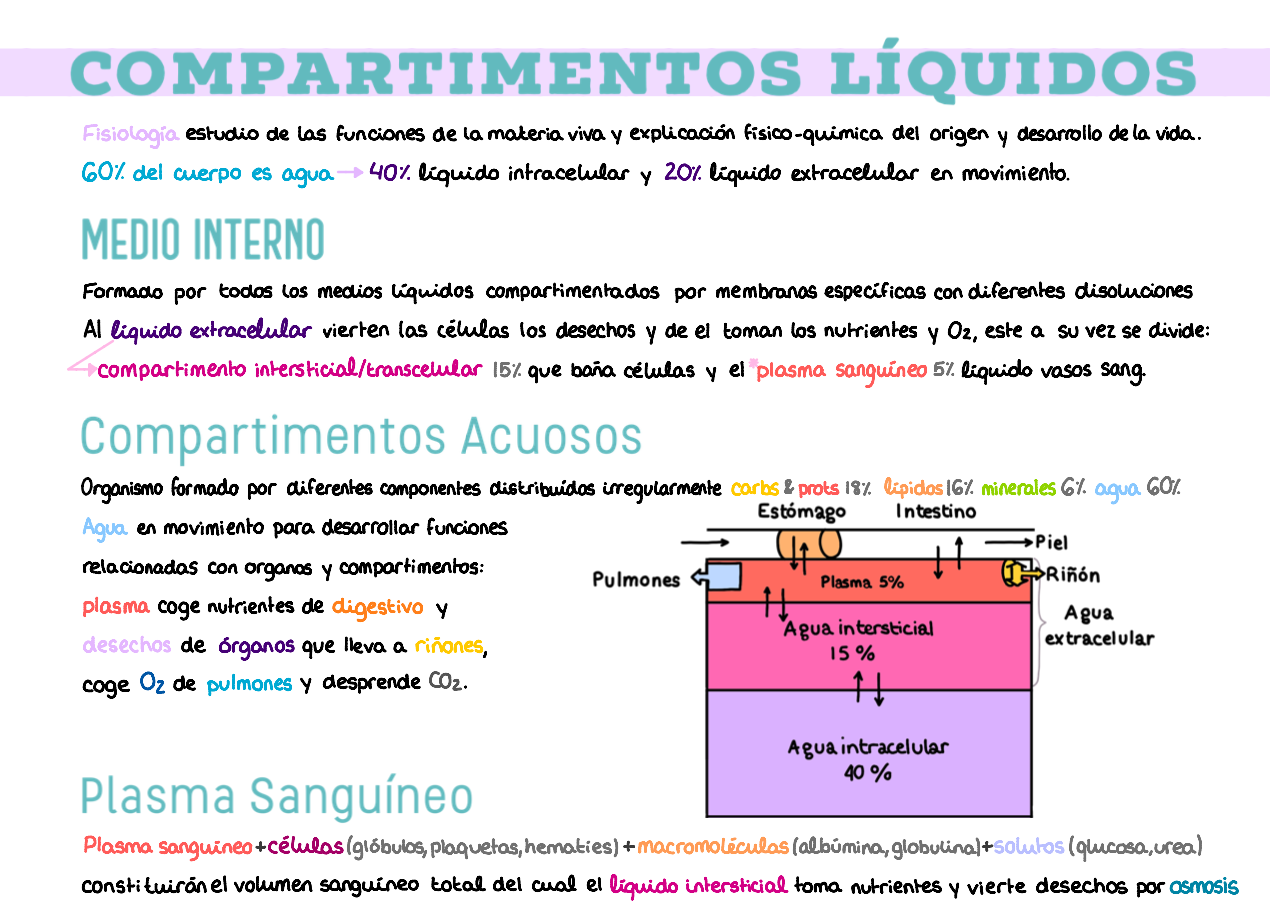 ⚡ Fisiología I — (1º Medicina)