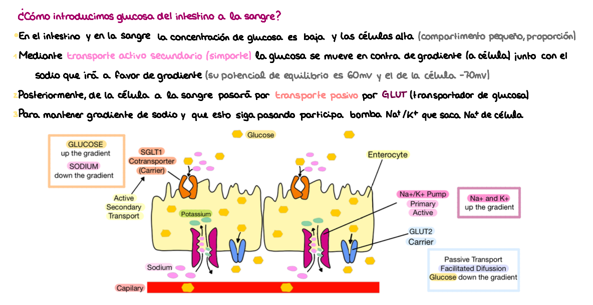 ⚡ Fisiología I — (1º Medicina)