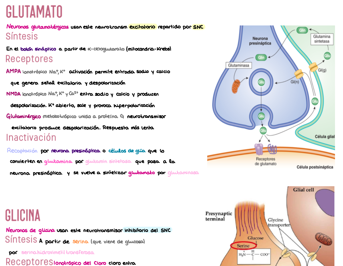 ⚡ Fisiología I — (1º Medicina)