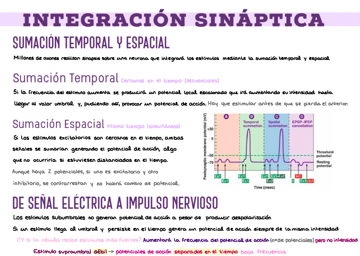 ⚡ Fisiología I — (1º Medicina)