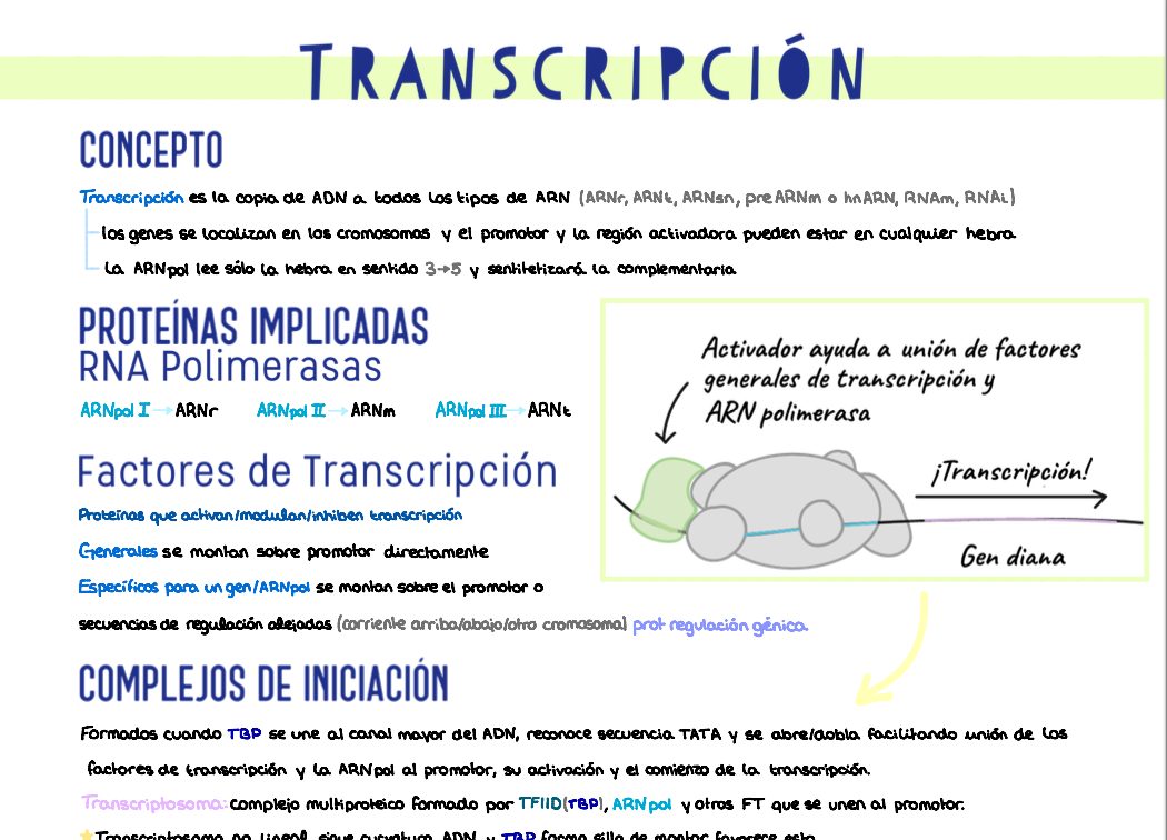 🧬 Genética y Biología del Desarrollo — (1º Medicina)