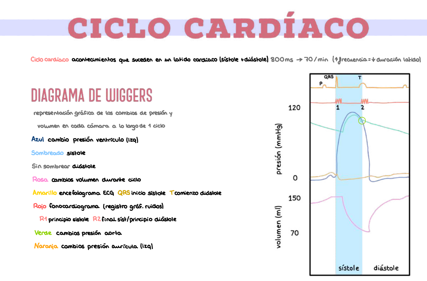 ❤️ Fisiología Médica I — (2º Medicina)