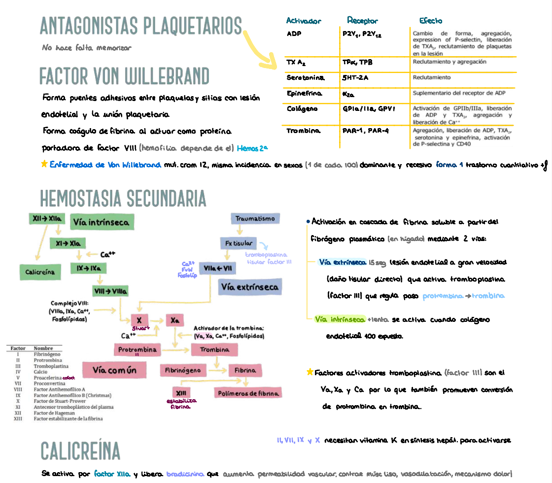 ❤️ Fisiología Médica I — (2º Medicina)