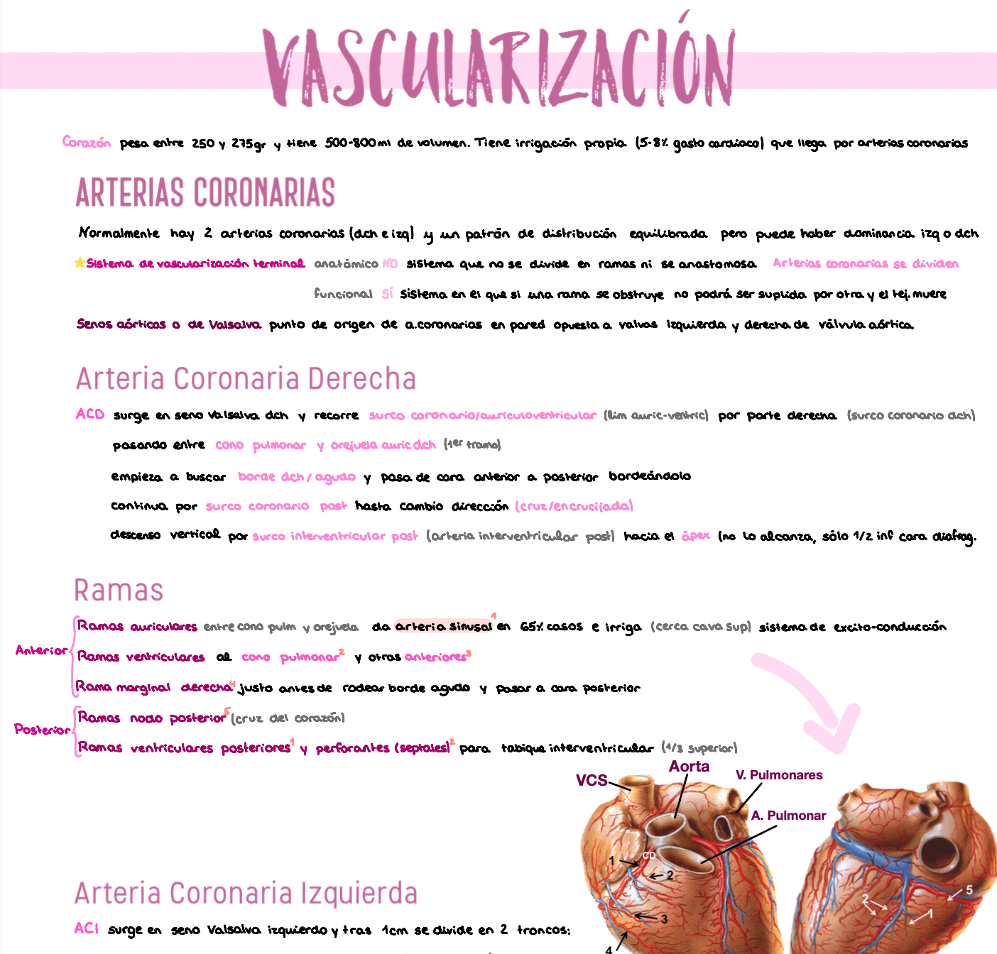 🫁 Anatomía III — (2º Medicina)