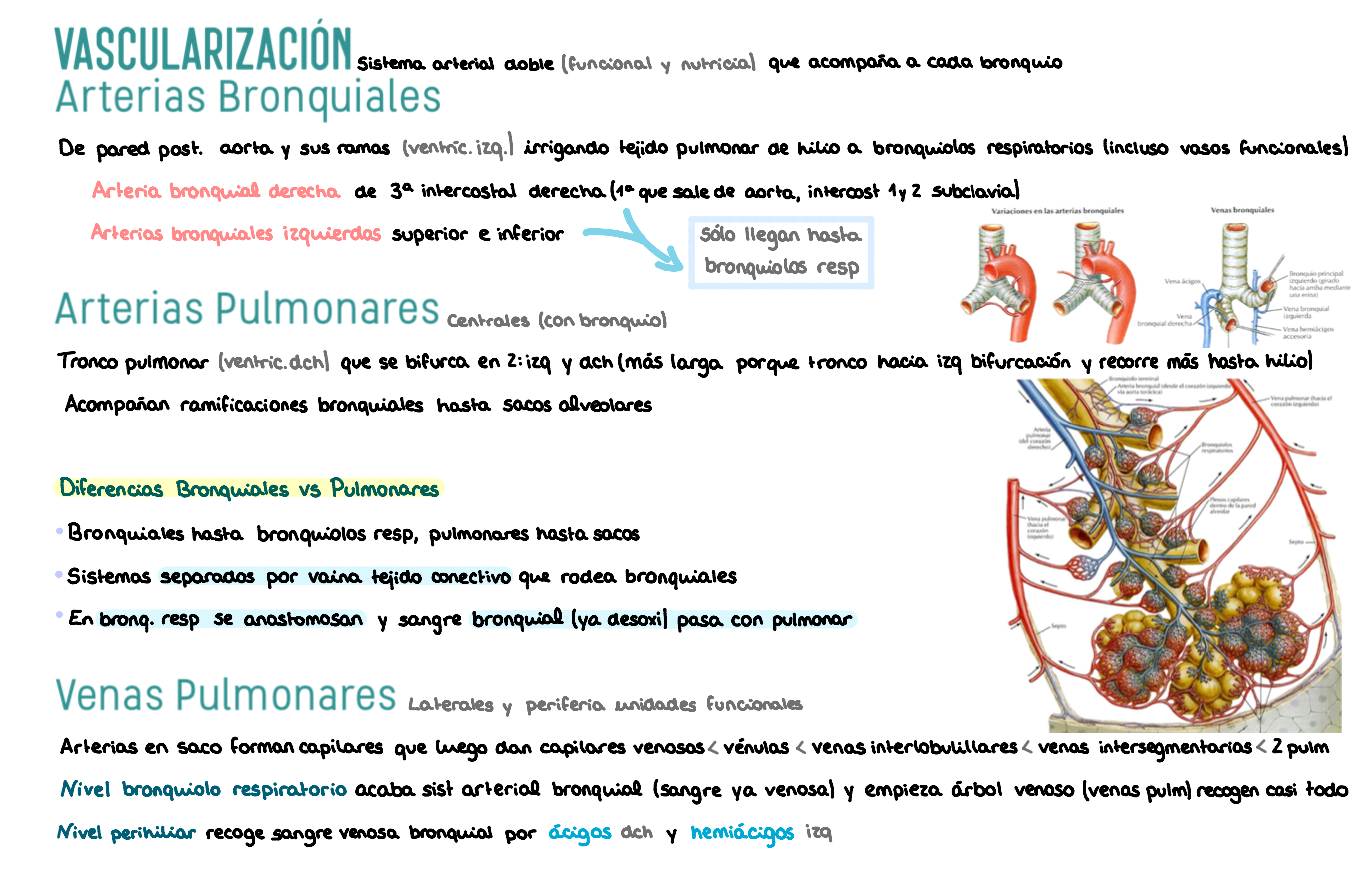 🫁 Anatomía III — (2º Medicina)