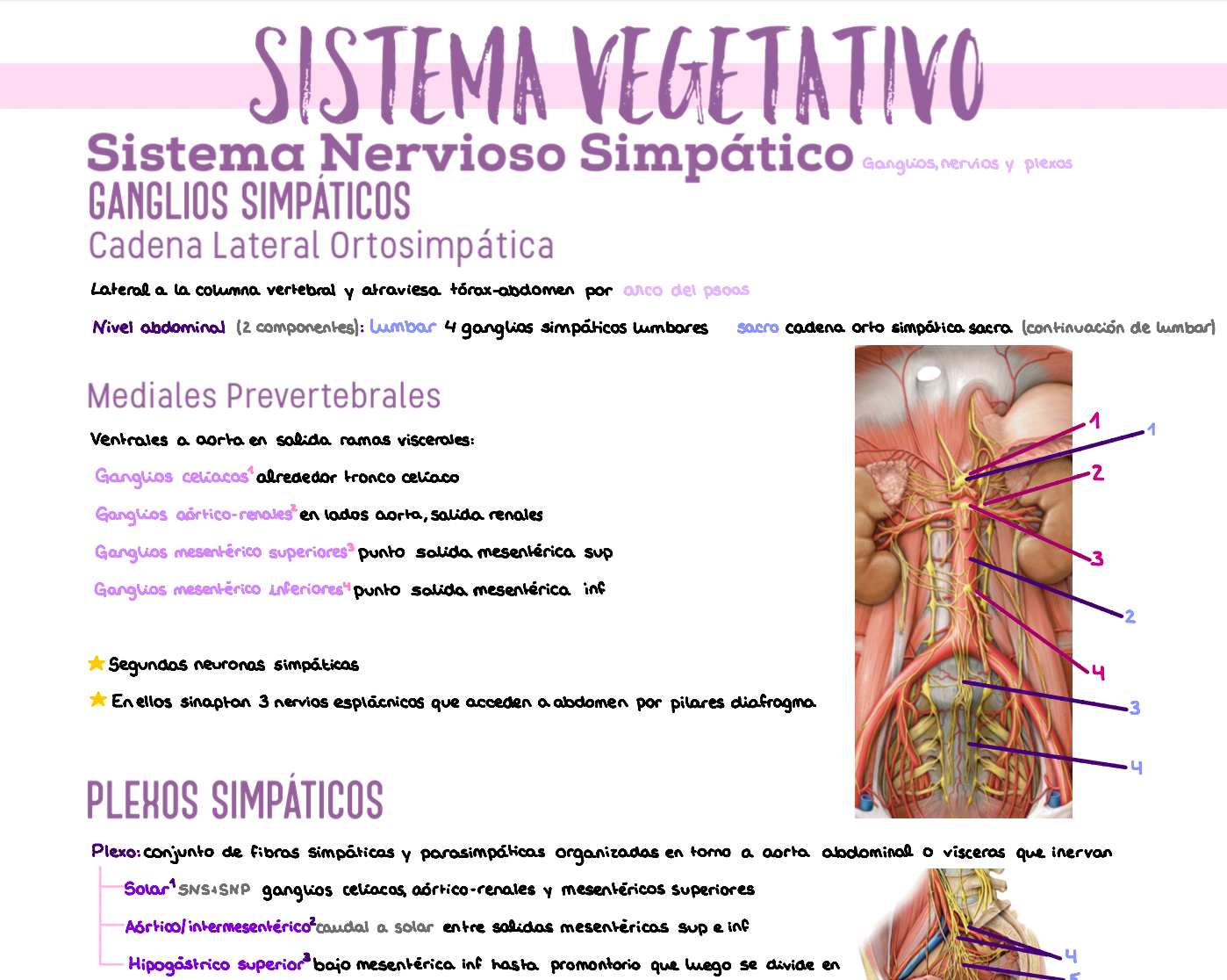 🫁 Anatomía III — (2º Medicina)
