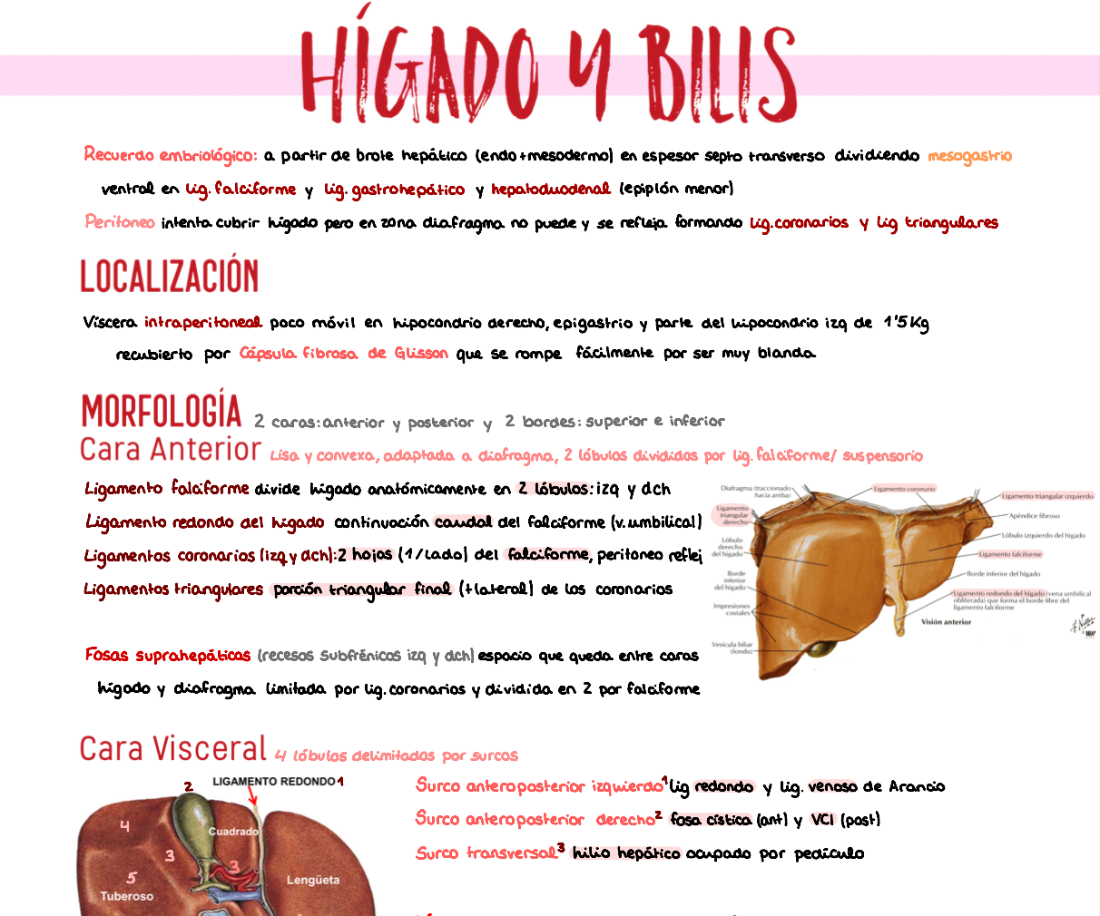 🫁 Anatomía III — (2º Medicina)