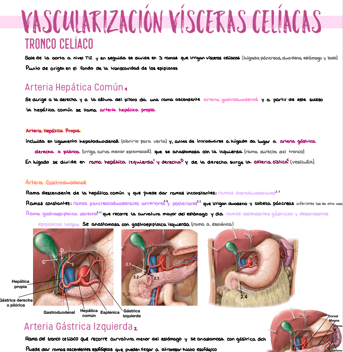 🫁 Anatomía III — (2º Medicina)