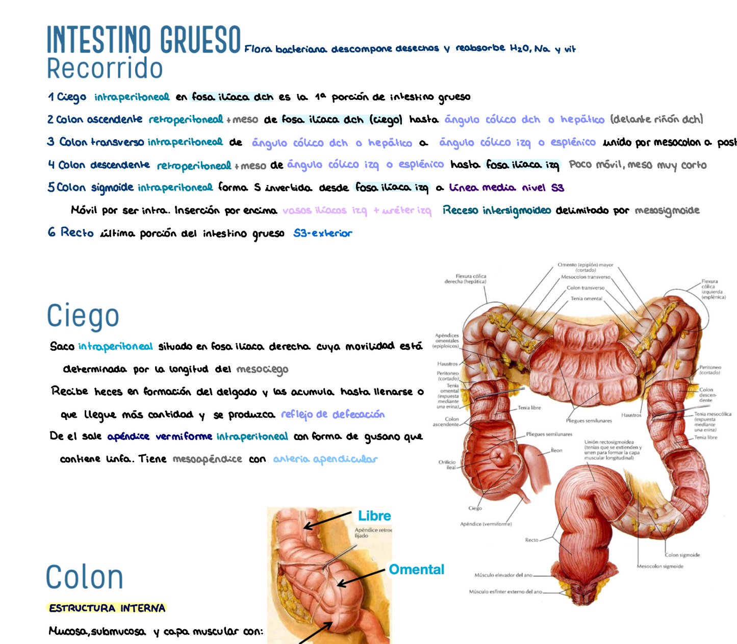 🫁 Anatomía III — (2º Medicina)