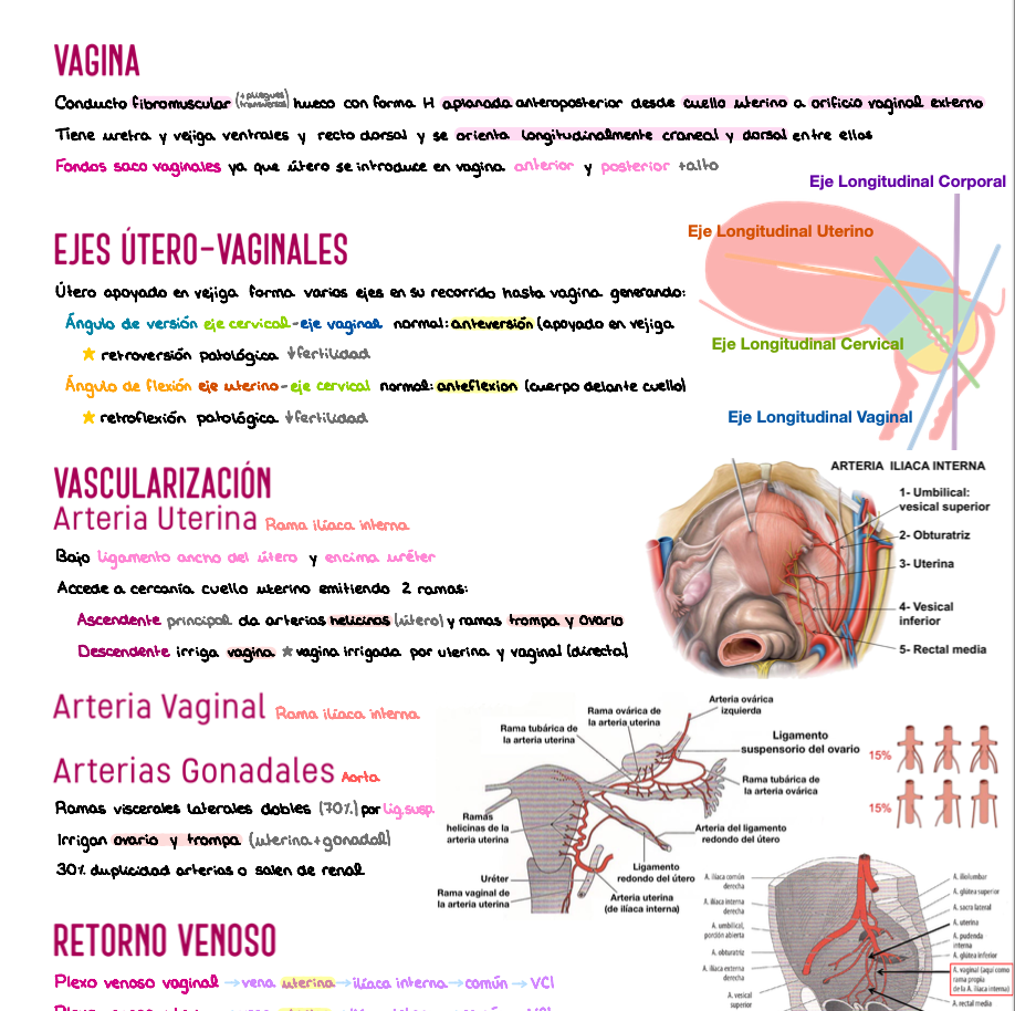 🫁 Anatomía III — (2º Medicina)