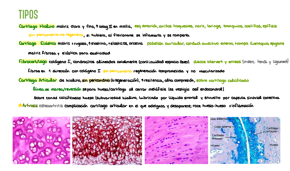 🔬 Histología I — (2º Medicina)