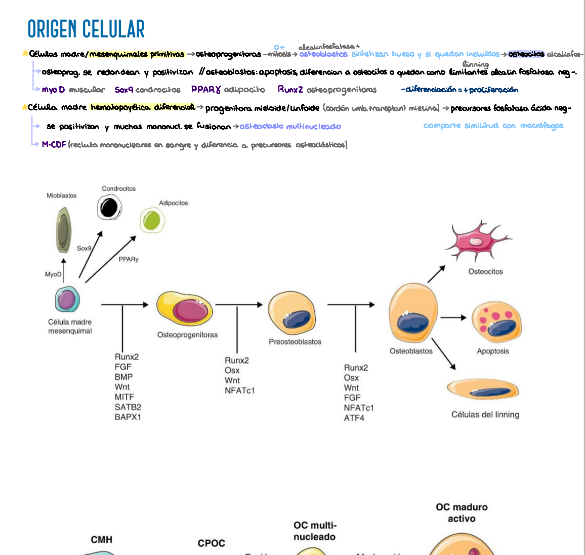 🔬 Histología I — (2º Medicina)