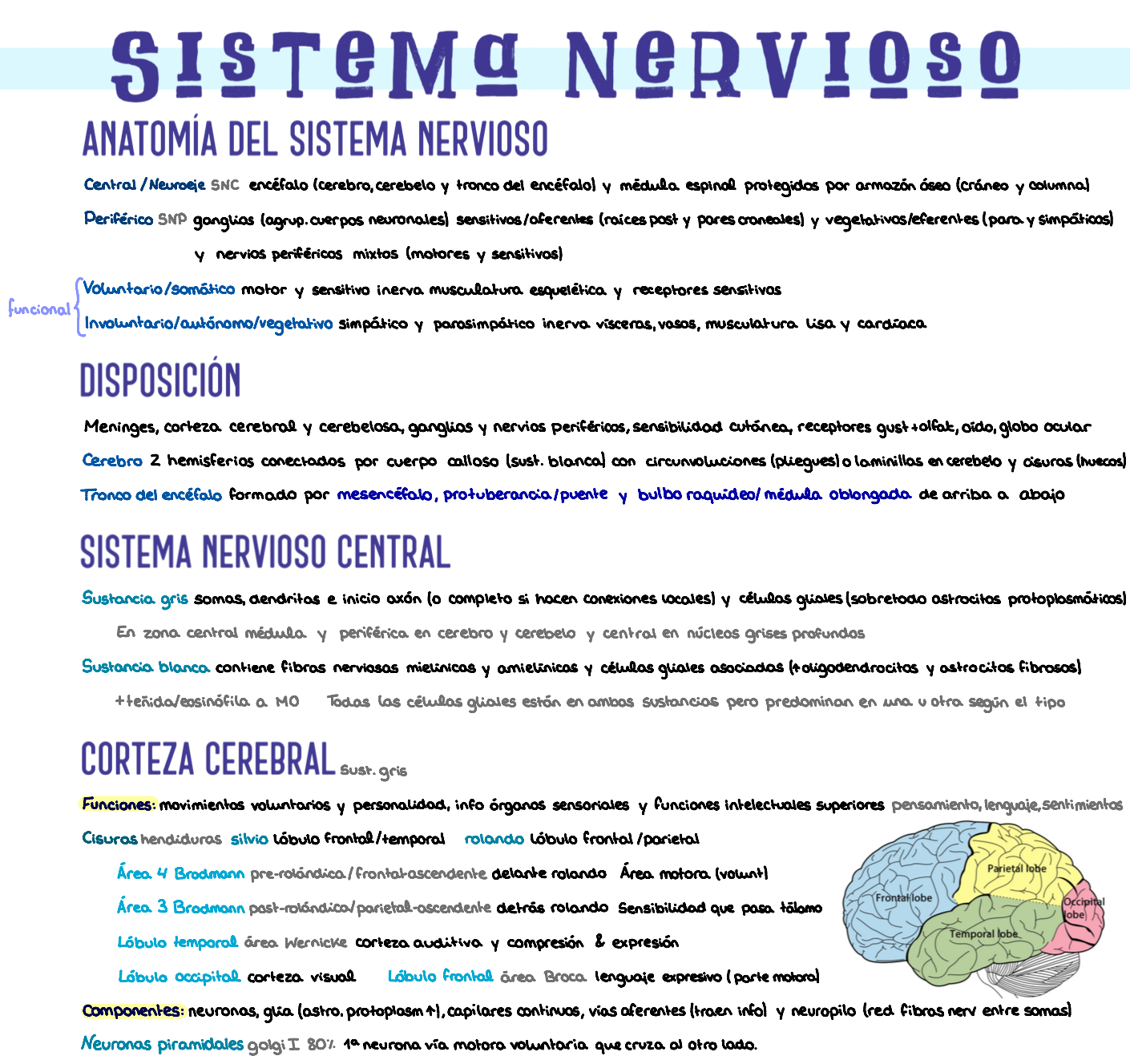 🔬 Histología I — (2º Medicina)