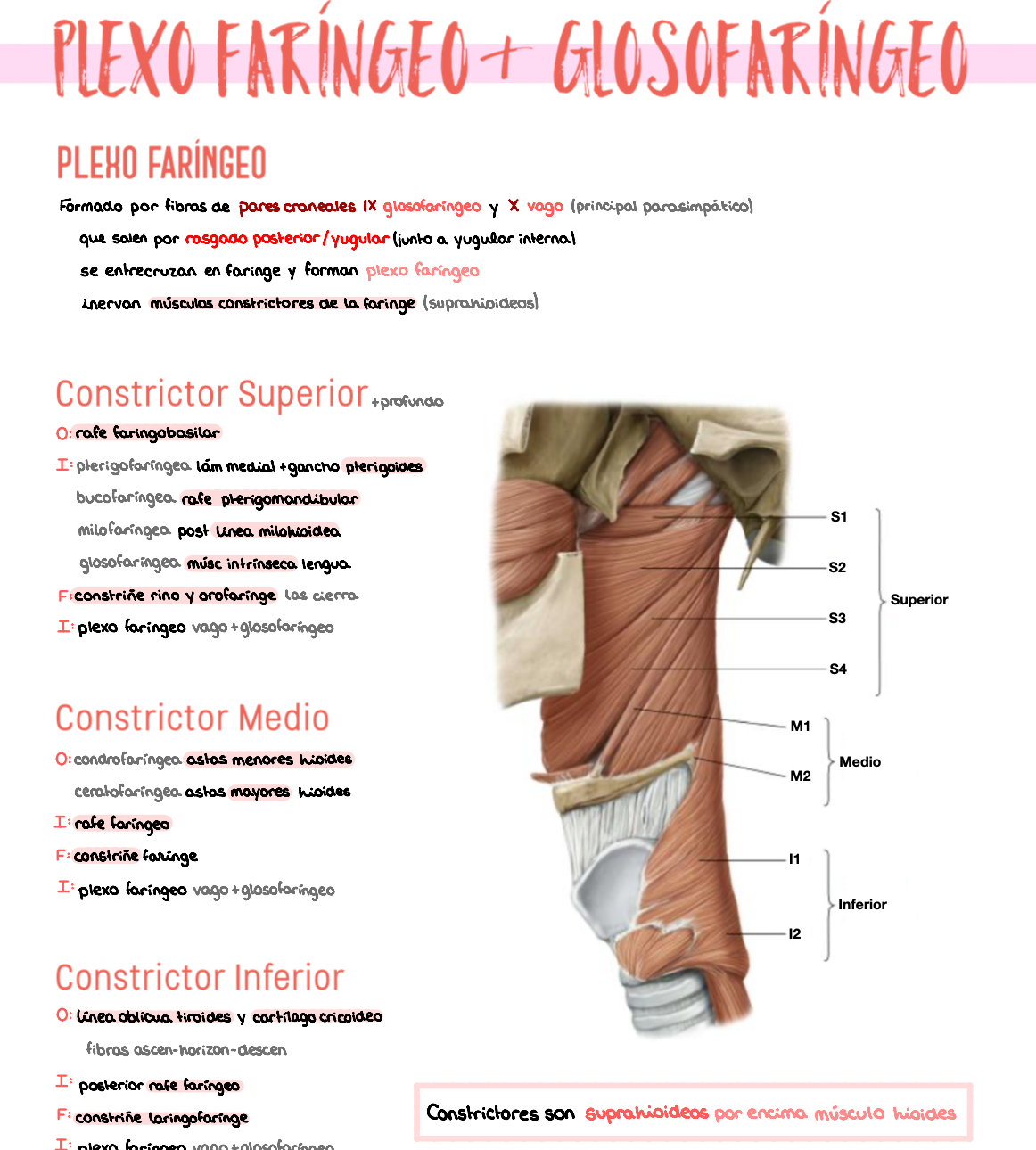 🧠 Anatomía Humana IV — (2º Medicina)