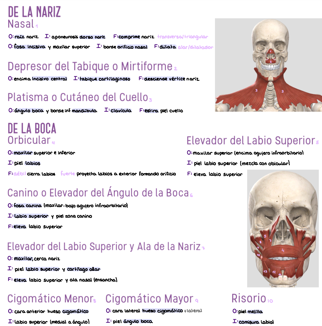 🧠 Anatomía Humana IV — (2º Medicina)