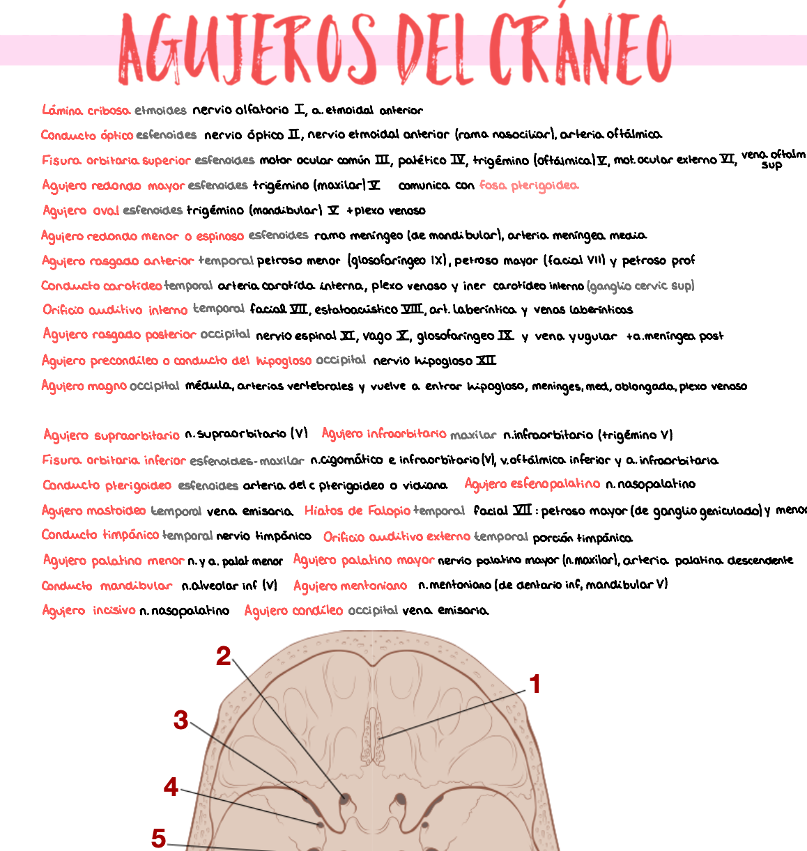 🧠 Anatomía Humana IV — (2º Medicina)