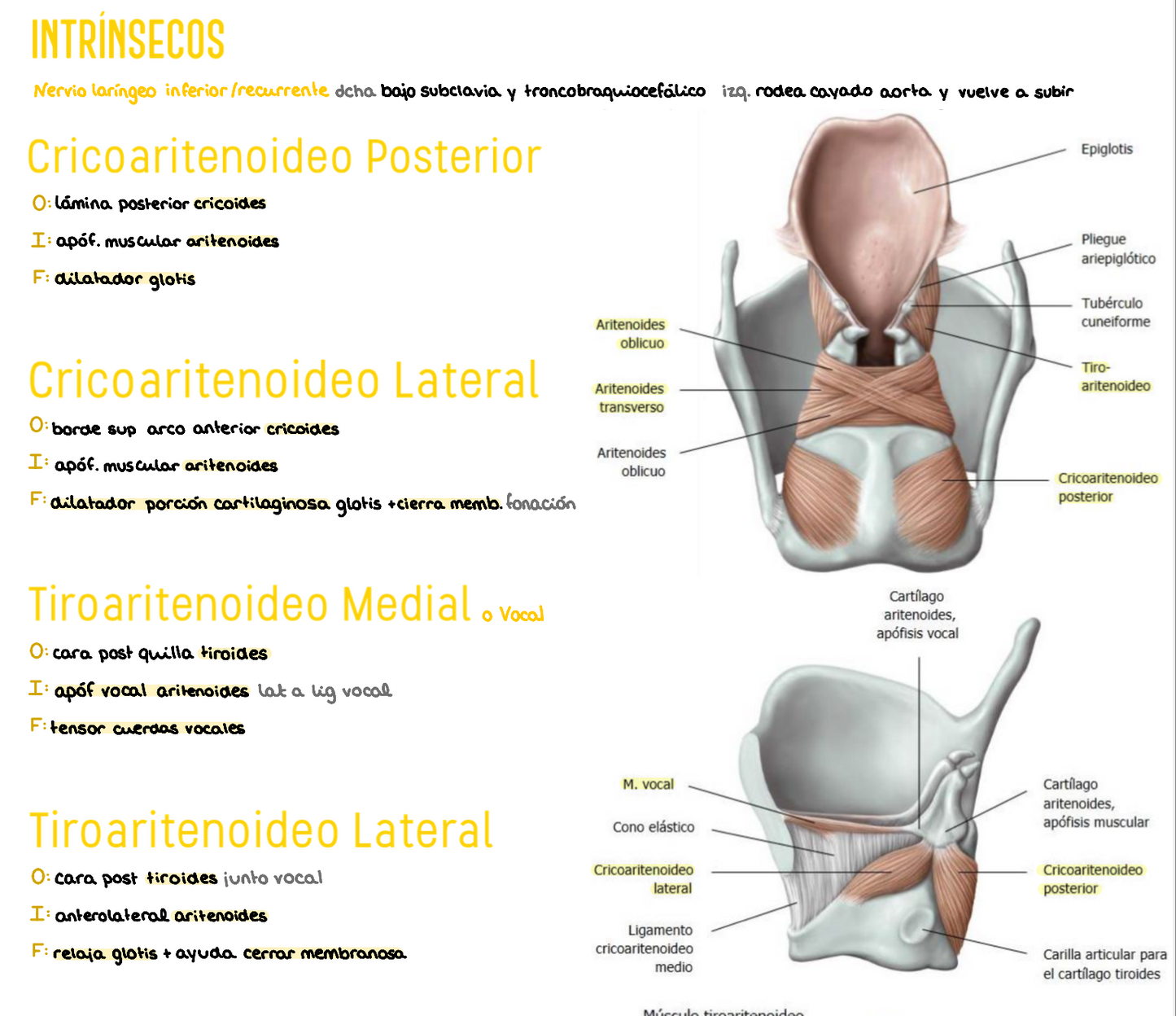 🧠 Anatomía Humana IV — (2º Medicina)